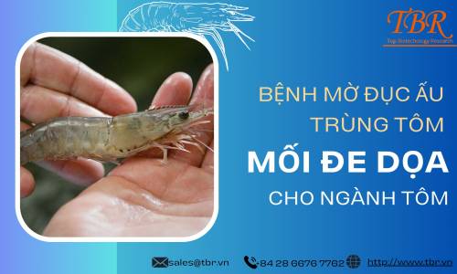 CẢNH BÁO XUẤT HIỆN BỆNH MỚI TRÊN TÔM THẺ CHÂN TRẮNG 